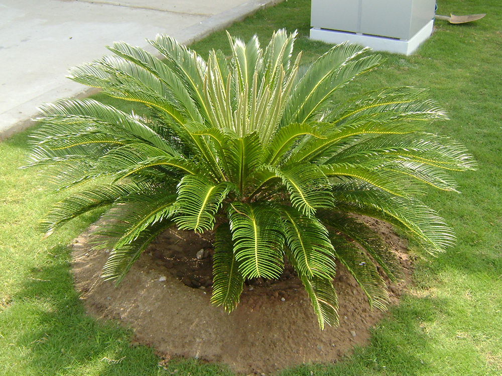 Chăm Sóc Cỏ Sân Vườn Bình Dương